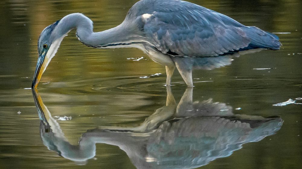 Contaminated Water image